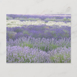 Postal Lavender