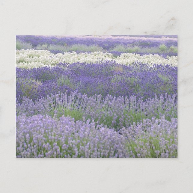 Postal Lavender (Anverso)