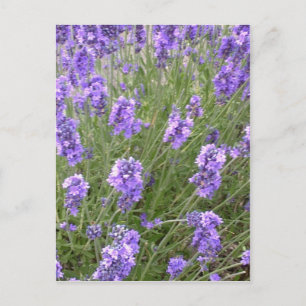 Postal Lavender