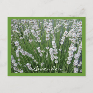 Postal Lavender