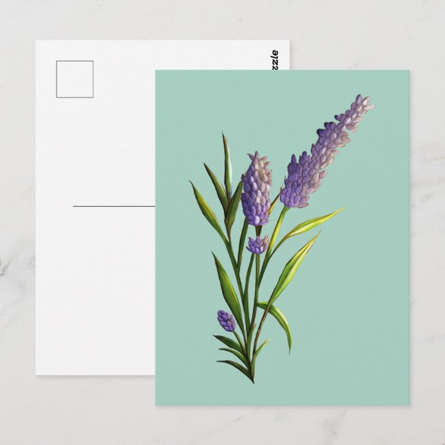 Postal Lavender (Anverso / Reverso)
