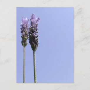 Postal Lavender