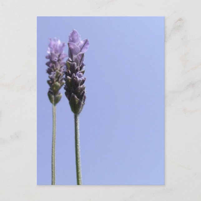 Postal Lavender (Anverso)