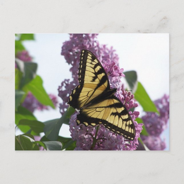 Postal Lavender Afternoon (Anverso)