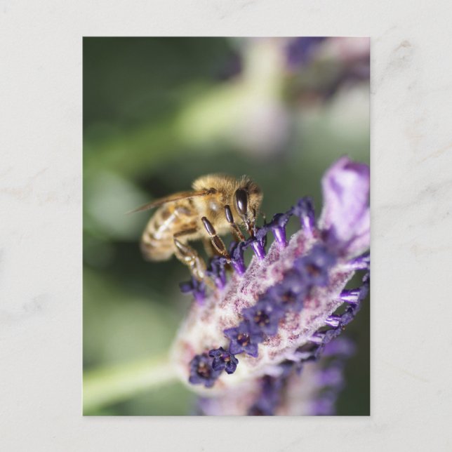 Postal Lavender Bee (Anverso)