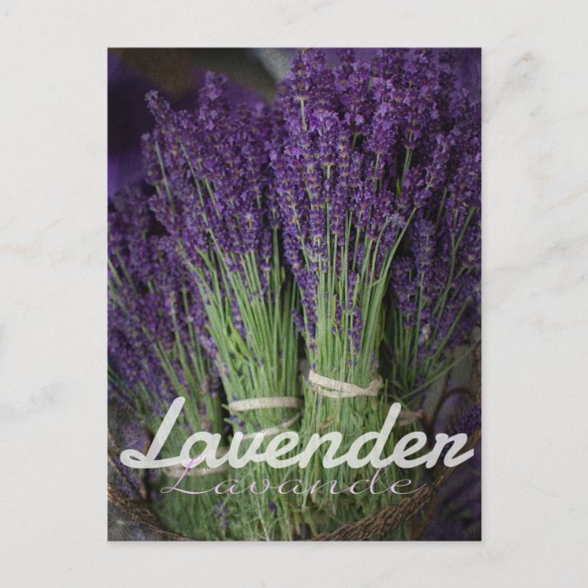 Postal Lavender Bunch (Anverso)