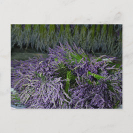 Postal Lavender Bunches