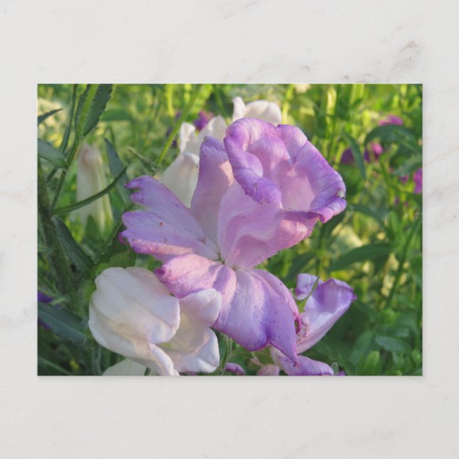 Postal Lavender Campunella Bell Flower (Anverso)