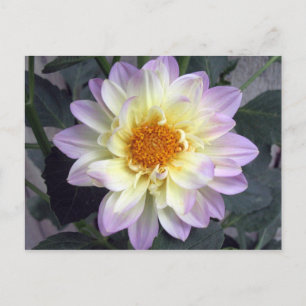 Postal Lavender Creme Dahlia