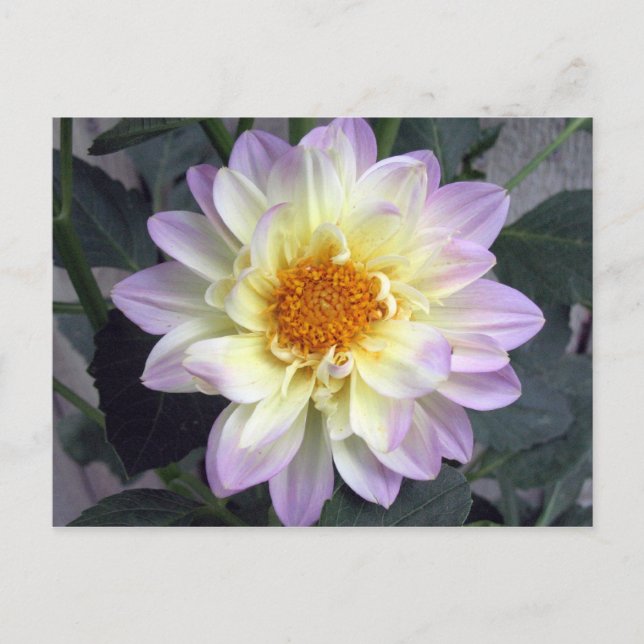 Postal Lavender Creme Dahlia (Anverso)