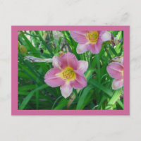 Lavender Daylilies