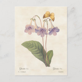 Postal Lavender Gloxinia Ilustracion botánico vintage