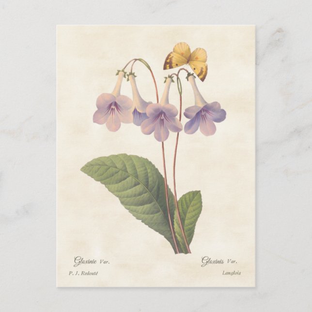 Postal Lavender Gloxinia Ilustracion botánico vintage (Anverso)