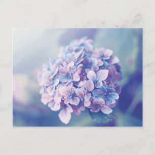 Postal Lavender Hydrangea