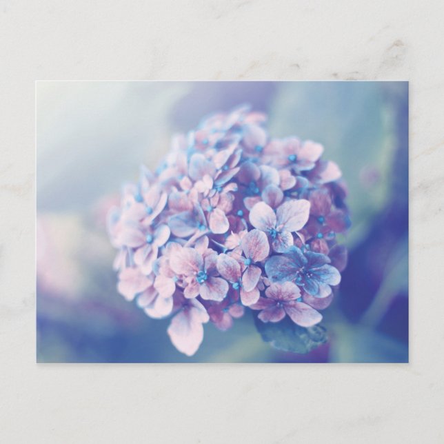 Postal Lavender Hydrangea (Anverso)