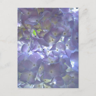 Postal Lavender Hydrangeas