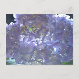Postal Lavender Hydrangeas