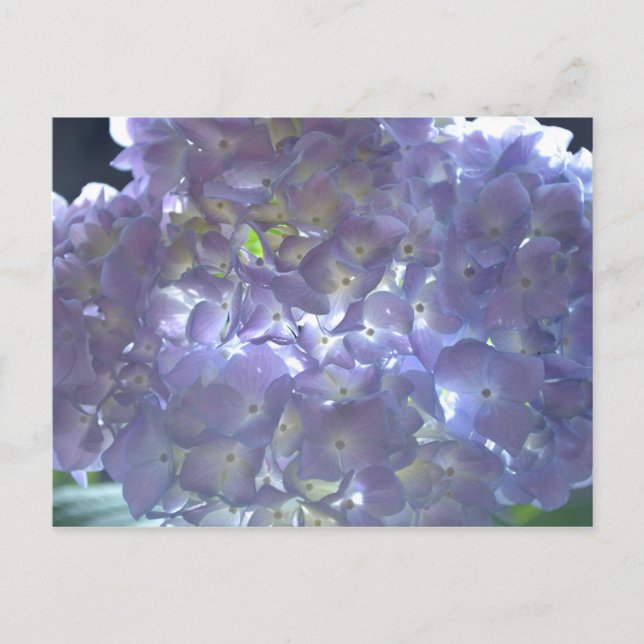 Postal Lavender Hydrangeas (Anverso)