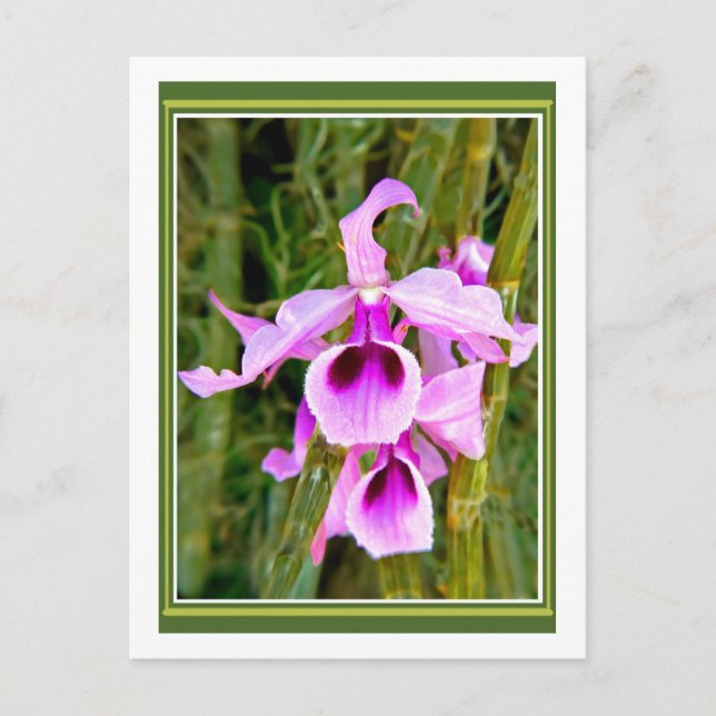 Postal Lavender Orchid (Anverso)