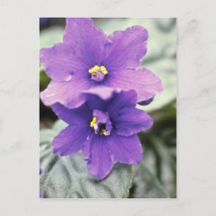 Postal Lavender Saintpaulia 'Tender Love' (Violeta Africa