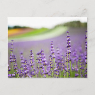 Postal Lavender VI