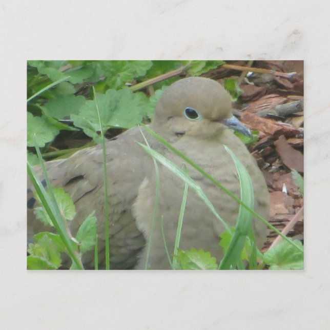Postal Lawn Dove (Anverso)