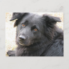 Postal Layla
