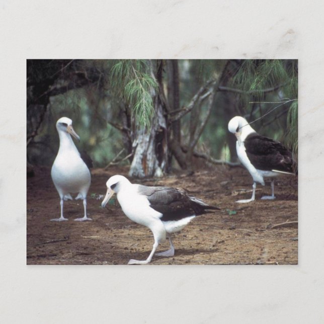 Postal Laysan Albatross (Anverso)