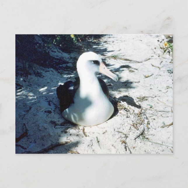 Postal Laysan Albatross (Anverso)
