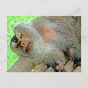Postal Lazy Baboon