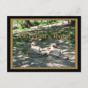 Postal Lazy Cheetahs