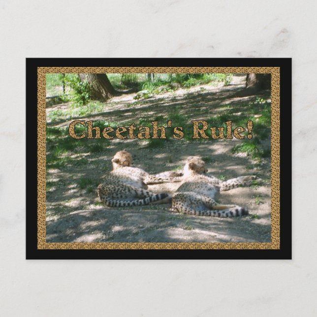 Postal Lazy Cheetahs (Anverso)