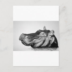 Postal Lazy Hippo