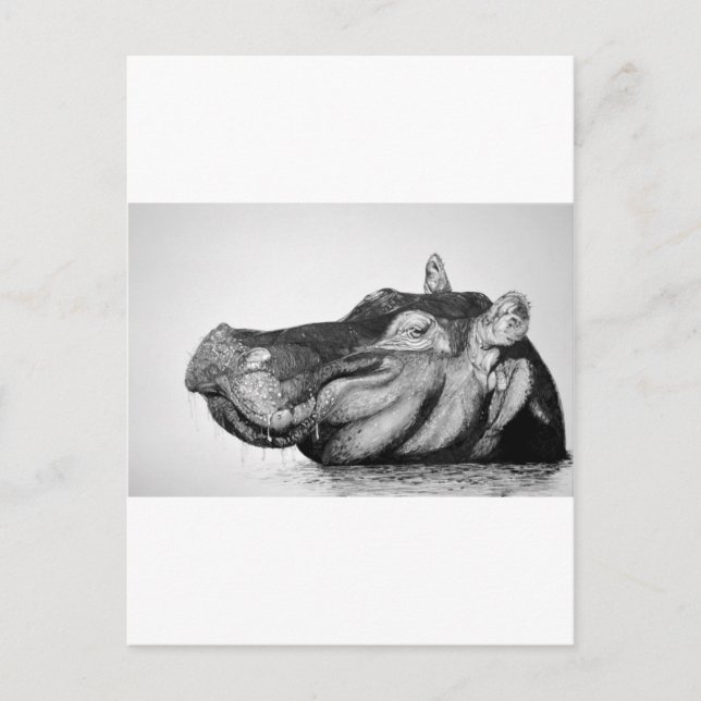 Postal Lazy Hippo (Anverso)