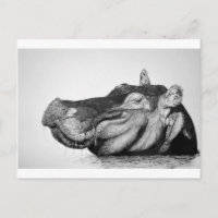 Lazy Hippo