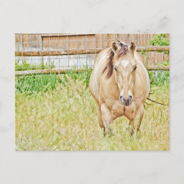 Postal Lazy Morning (Anverso)