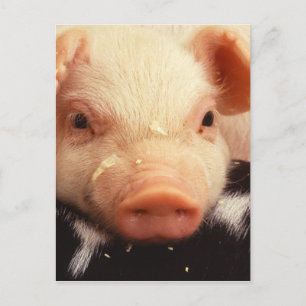Postal Lazy Piglet