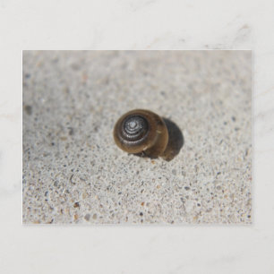 Postal Lazy Snail