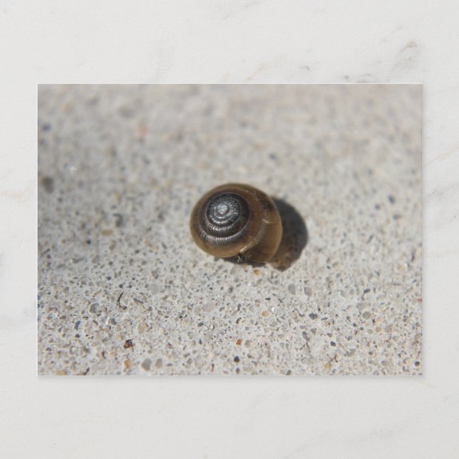 Postal Lazy Snail (Anverso)