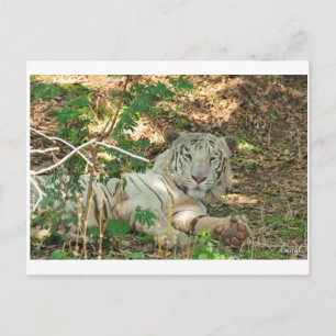 Postal Lazy White Tiger