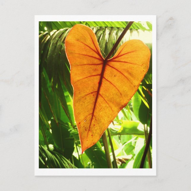 Postal "Le aman " (Anverso)