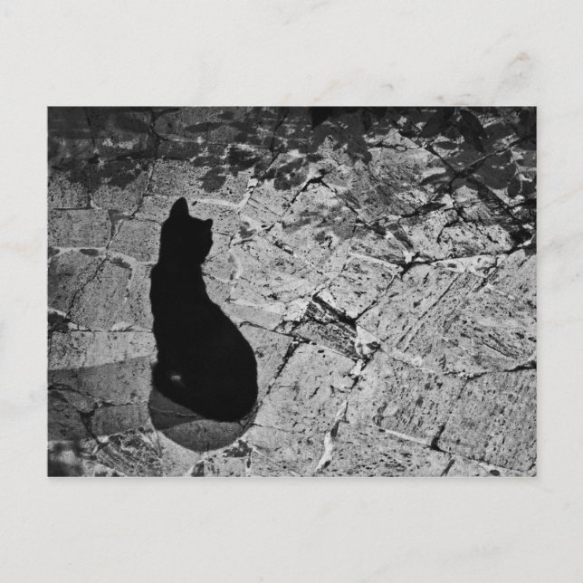 Postal Le Chat Noir (Anverso)