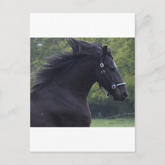 POSTAL LE FRISON LA PERLE NOIRE