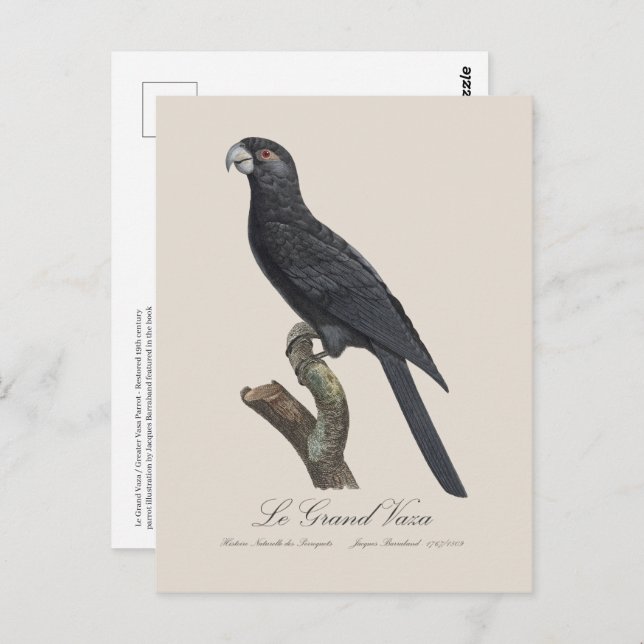 Postal Le Grand Vaza / Greater Vasa Parrot (Anverso / Reverso)