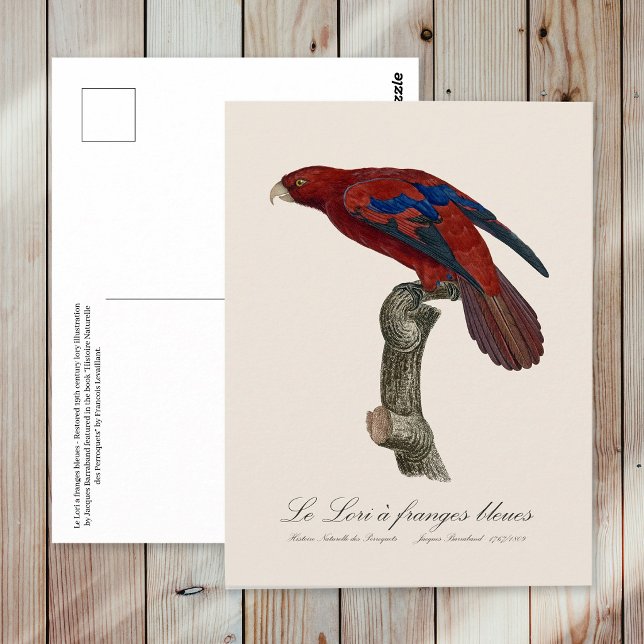 Postal Le Lori a franges bleues (Long-Tailed Red Lory, Trichoglossus borneus. Postcard)