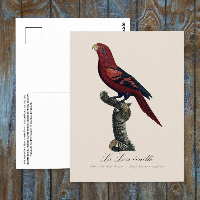 Postal Le Lori ecaille / Loria de barro azul (Blue-Streaked Lory, Trichoglossus reticulatus. Postcard)