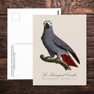 Postal Le Perroquet Cendre - ilustracion del siglo XIX