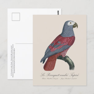 Postal Le Perroquet cendre Tapire