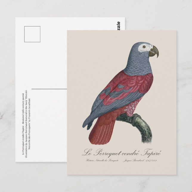 Postal Le Perroquet cendre Tapire (Anverso / Reverso)