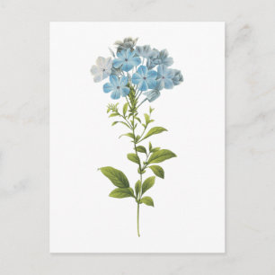 Postal leadwort (caerulea del grafito) por Redouté